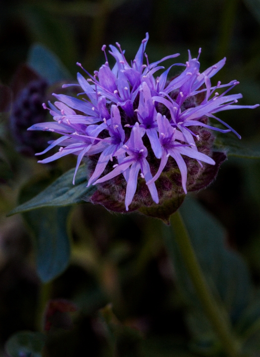 Monardella odoratissima, Pennyroyal.jpg